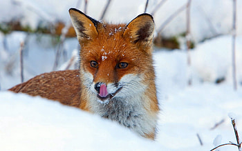 Animals, Snow, Fox, Muzzle, Sight, Opinion HD wallpaper