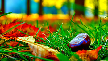 October, colorful, glow, colors, nice, reflection, shine, autumn, golden, fall, beautiful, tree, falling, leaves, mirrored, pretty, branches, nature, lovely, foliage HD wallpaper