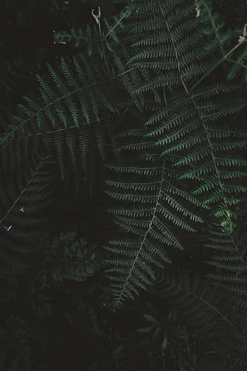 Bush, Plant, Dark, Fern, Branch HD phone wallpaper
