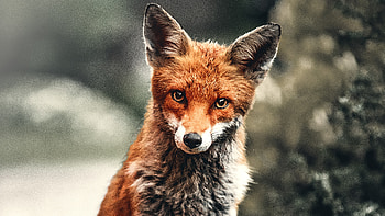 Fox Depth , fox, animals HD wallpaper