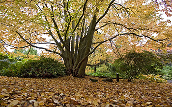 Autumn leaves, autumn, falling leaves, ground cover, japanese tree HD wallpaper