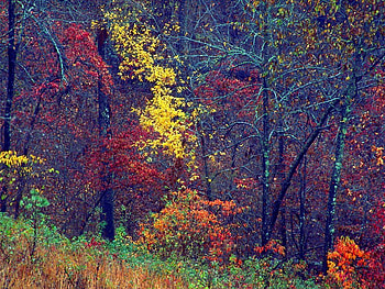 Autumn Forest, awesome, plants, graphy, colors, nice, trunk, forests, beautiful, amaizng, orange, purple, pink, leaves, gray, green, yellow, red, cool, leaf HD wallpaper