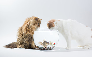 Hey! Come out and breathe!, white, ben torode, cat, pisica, summer, couple, funny, fish, water, vara, aquarium HD wallpaper