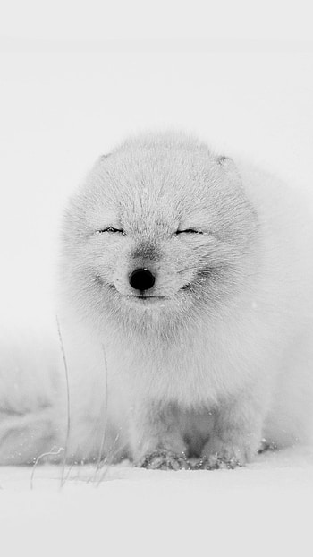 Arctic fox in winter, Cute fox , Snowy wonderland, Cold climate HD phone wallpaper