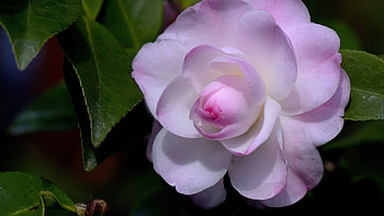 Pink camellia, Floral , Beautiful blooms, Nature's gift HD wallpaper