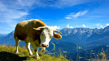Various cow breeds, Diverse collection, Cute cow , Animal graphy HD wallpaper