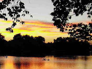 Sunset, swans, love HD wallpaper