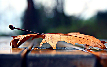 Autumn, Macro, Sheet, Leaf, Dry, Maple HD wallpaper
