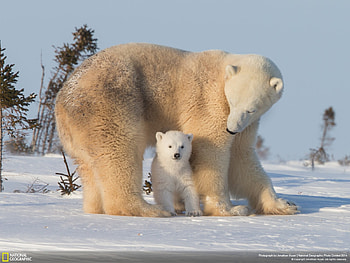 Snow, Winter, Polar Bear, Animal, Bear, Cub, Love, Bears HD wallpaper