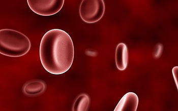 Red blood cells, Biology HD wallpaper