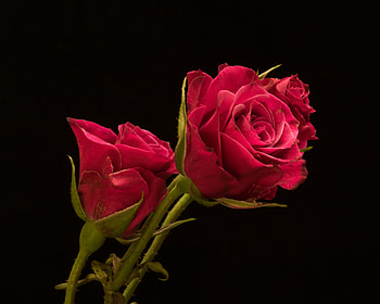 Red Rose, Bud, Flowers, Red, Rose HD wallpaper