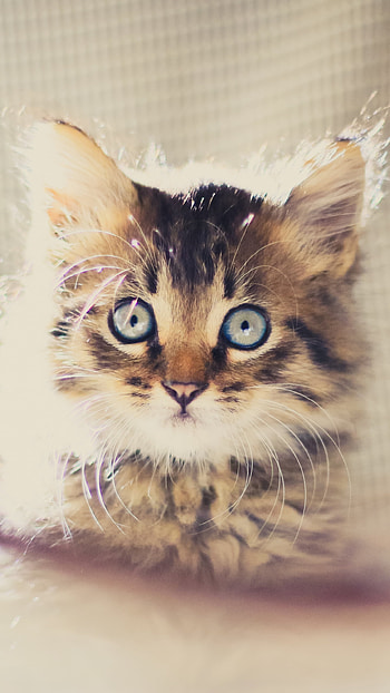 Blue-Eyed Baby Kitten — , baby animal, blue eyes, kitten, Animal, cat HD phone wallpaper