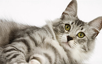 Animals, Cat, To Lie Down, Lie, Muzzle, Striped HD wallpaper