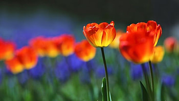 Tulips, Nature, Spring, Blooming, Field, Flowers HD wallpaper