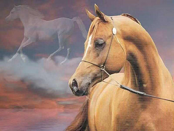 Like a dream, clouds, horse, sky, beautiful HD wallpaper