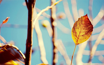 Autumn, Leaves, Plant, Macro, Shine, Light, Branches HD wallpaper