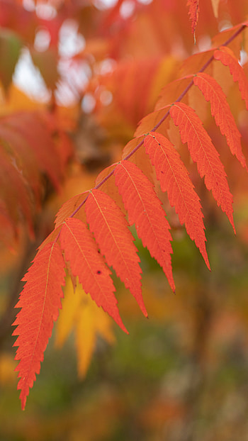 Red autam leaves HD phone wallpaper