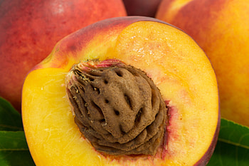 Peach pits poisoning, Dogs symptoms, Diagnosis management, Treatment and recovery HD wallpaper