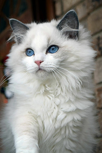 Ragdoll cat, Artistic appreciation, Captivating beauty, Feline muse HD phone wallpaper