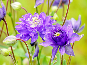 Purple Petals And Raindrops, Purple Flowers, graphy, Summer, Flowers, Nature, Raindrops, Columbine Flowers HD wallpaper