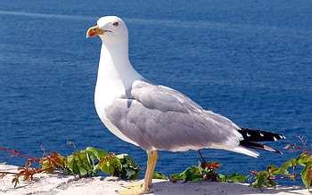 Seagull , High-quality , Striking ry, Nature's charm HD wallpaper