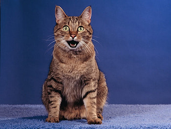 Cat, blue, animal, kitten, brown HD wallpaper