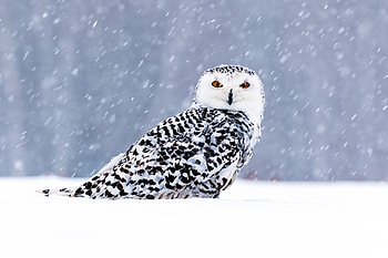 White Owl In Snow , owl, birds, snow HD wallpaper