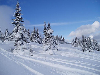 Snow Covered, winter, trees, sky, snow HD wallpaper