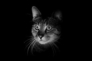 Animals, Cat, Muzzle, Darkness, Bw, Chb HD wallpaper
