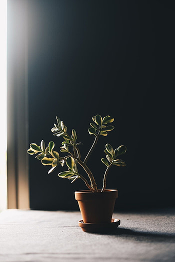 Serenity Plant Silhouette - Houseplant, houseplant, graphy, plant HD phone wallpaper