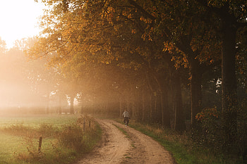 Nature, Trees, Road, Fog, Cyclist HD wallpaper