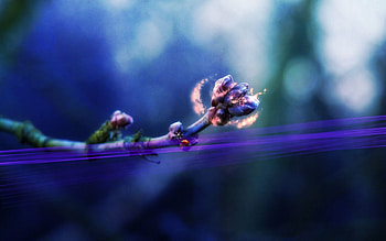 Magic, Macro, Shine, Light, Branch, Shadow, Ladybug, Ladybird HD wallpaper