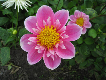 Dahlia, pink, flower, green, garden, autumn, Sweden HD wallpaper