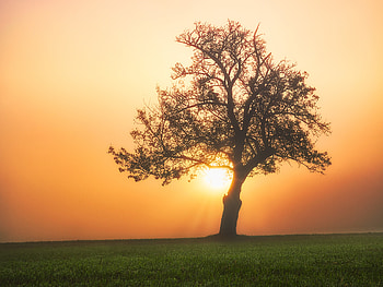 Nature, Sunset, Grass, Wood, Tree, Fog, Field HD wallpaper
