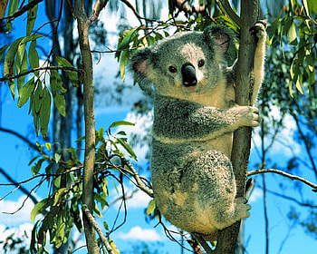 i can see the pub from here (fosters advert uk), bears, kolar, australia, bear HD wallpaper