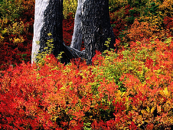 Autumn field, autumn, nature, field, tree HD wallpaper