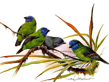 FANTASTIC LITTLE FINCHES, BIRDS, LITTLE, FINCHES, FOUR HD wallpaper