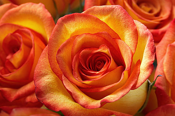 Tropical Skies Rose, skies, tropical, orange, rose, petals, flower, layers, yellow, nature HD wallpaper