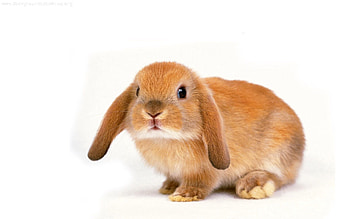 Animals, Ears, Kid, Tot, Rabbit, Charming HD wallpaper