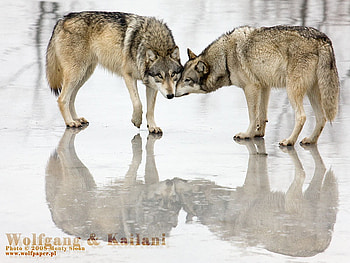 Reflection of Love, wolves in love, wolves, love, nature, reflection in water HD wallpaper