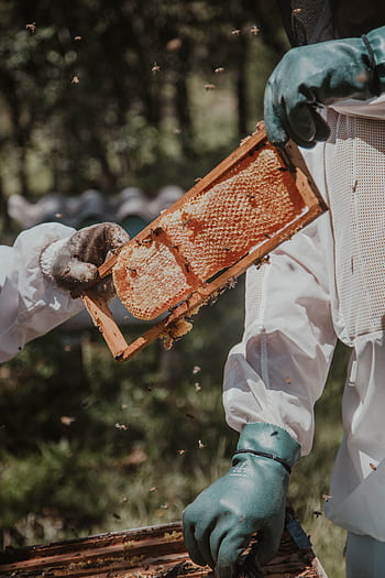 Two beekeepers examine a honey-filled honeycomb frame in an outdoor setting, ensuring safety with protective gear. HD phone wallpaper