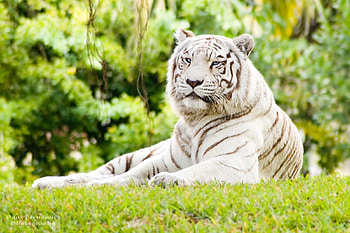 Animals, Nature, Tigers HD wallpaper