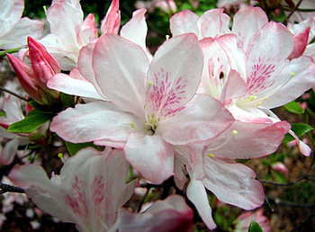 Flowers, Leaves, Close-Up, Branches, Bloom, Flowering, Azalea HD wallpaper