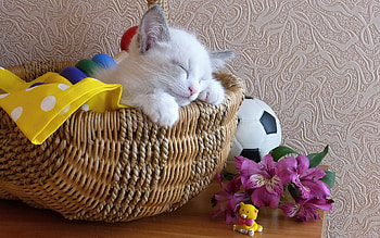 Sweet Kitten, cute, Cat, Animal, Kitten HD wallpaper