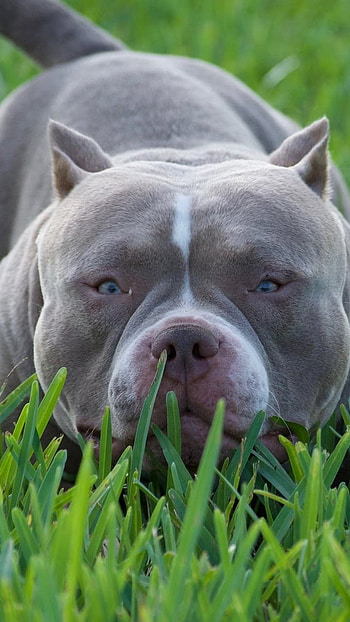 American Bully, Pitbull Terrier, dog breeds HD phone wallpaper