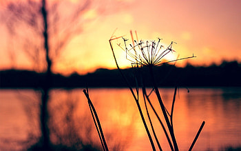 Grass, Macro, Shine, Light, Silhouette HD wallpaper