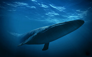 Blue Whale, Largest animal, , 8 HD wallpaper