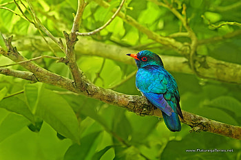 Asian Emerald Cuckoo, background, colorful, bird, green, beautiful HD wallpaper