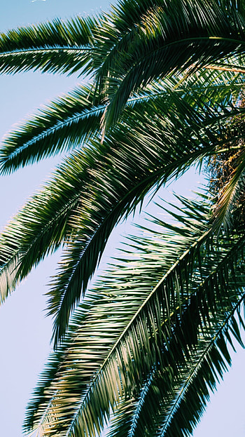 summer , Joyful and bright, Nature's summer beauty, Cherished moments HD phone wallpaper