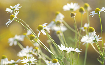 Flowers, Grass, Background, Camomile, Macro HD wallpaper